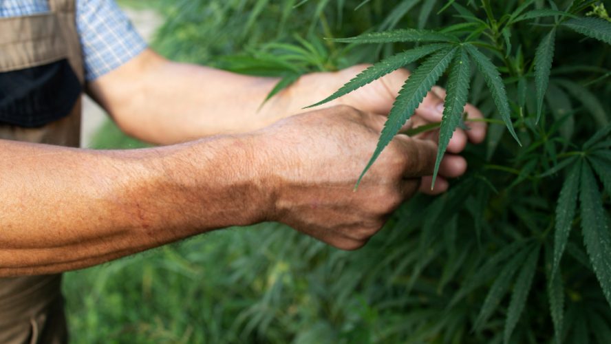Le nuove frontiere di qualità: Cannabis Light e le sue varietà esclusive