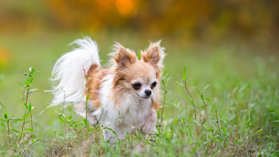 Quanti Chihuahua si possono tenere in casa? Ecco la risposta degli allevatori
